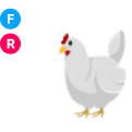 Chicken FR