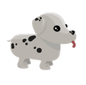 Dalmatian Common