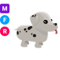 Dalmatian MFR