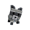 Raccoon
