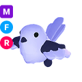 Japanese Snow Fairy MFR