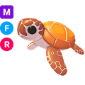 Sea Turtle MFR