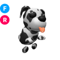 Dalmatian FR