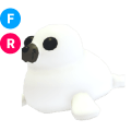Harp Seal FR