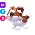 Munchkin Cat NFR