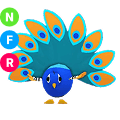 Peacock NFR