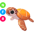 Sea Turtle NFR