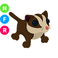 Sugar Glider NFR